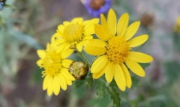 野花视频,探寻自然之美，感受生命律动